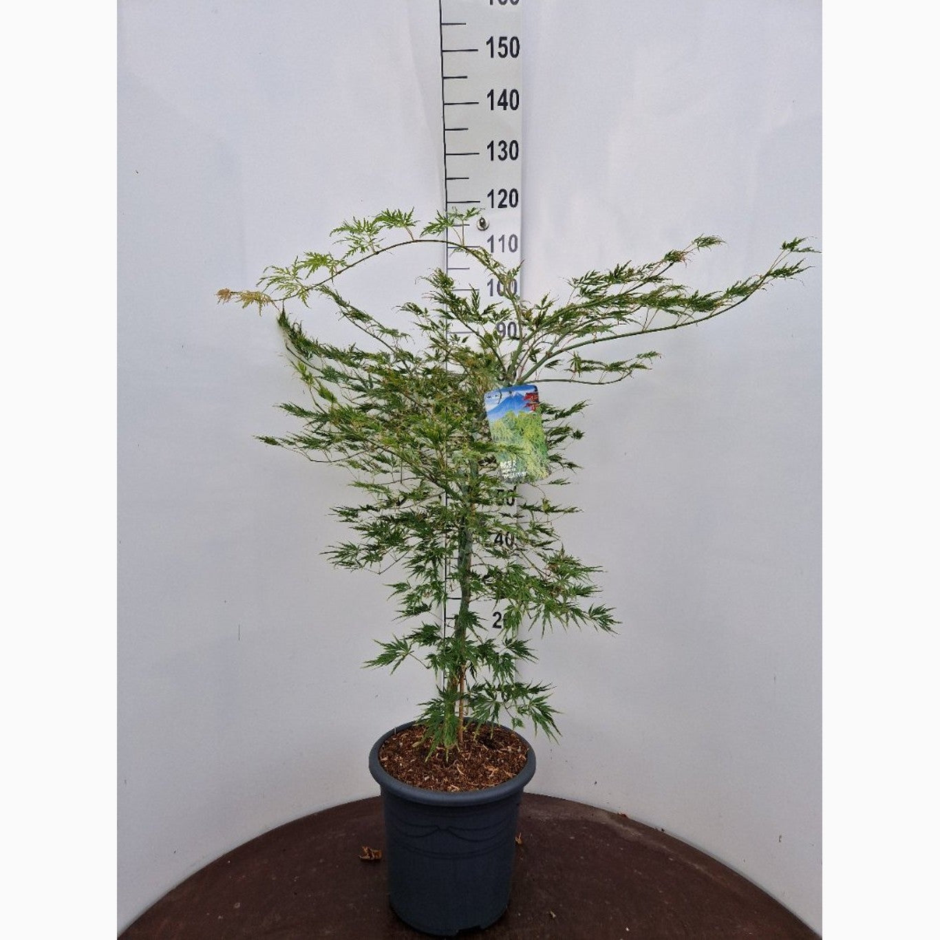 Japansk lönn – Acer pal. 'Dissectum' - C15 60-80 CM